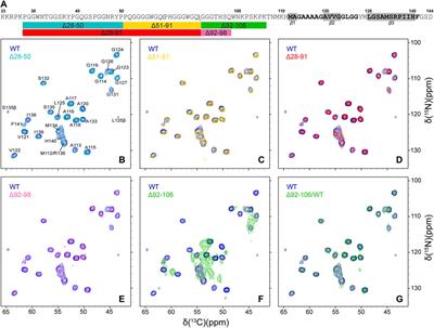 Influence of the Dynamically Disordered N-Terminal Tail Domain on the Amyloid Core Structure of Human Y145Stop Prion Protein Fibrils